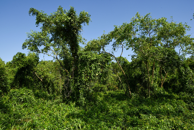 A corner of the Dai Hop mangrove forest. Photo: Duong Dinh Tuong.