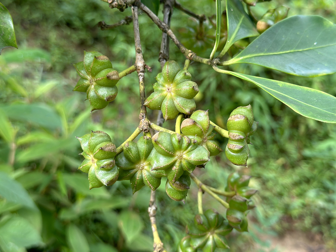 Có năm, hoa hồi bán được 90.000 đồng/kg. Ảnh: Quang Linh. 