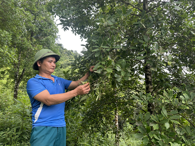 Mỗi năm gia đình anh Thạch thu được khoảng 60 triệu đồng từ hoa hồi. Ảnh: Ngọc Tú. 