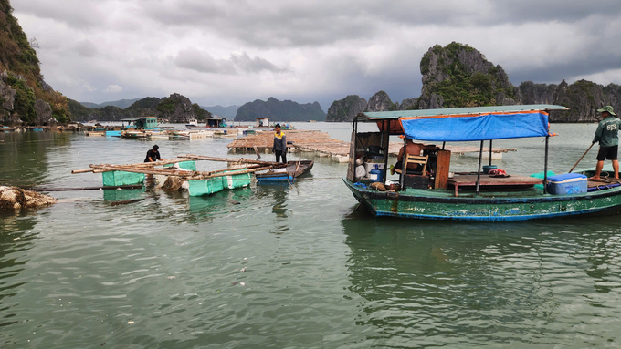 Nhiều hộ dân, doanh nghiệp, HTX nuôi trồng thủy sản bị thiệt hại nặng nề do bão số 3. Ảnh: Nguyễn Thành.