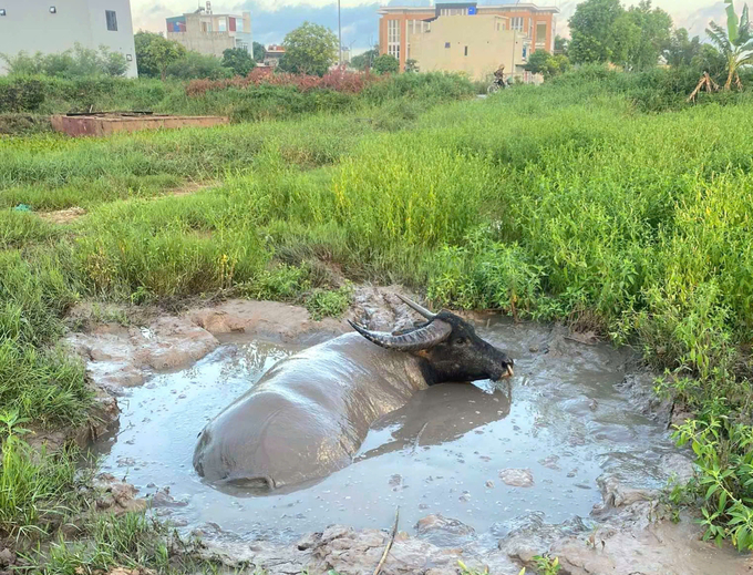 Hàng ngày, người chăn phải dậy từ 4-5h sáng để tập trâu, phải lội sông, cho ăn và tắm bùn, phơi nắng để luyện sức bền. Ảnh: Đinh Mười.