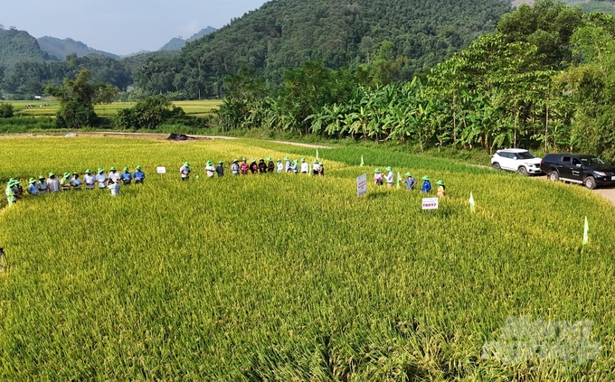 Mô hình trình diễn giống lúa thuần TBR97 triển khai trên địa bàn xã Minh Hương, huyện Hàm Yên với diện tích 1ha. Ảnh: Đào Thanh.