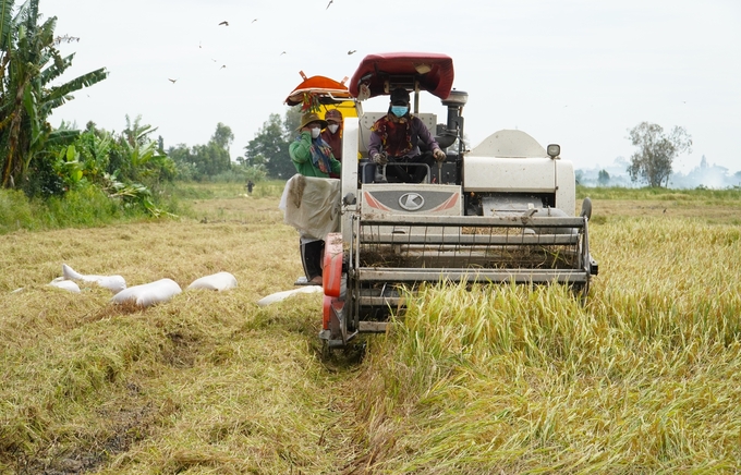 Cánh đồng lúa vụ 3 ở ấp 3, xã Ba Sao (huyện Cao Lãnh) do thu hoạch muộn, ảnh hưởng đến năng suất. Ảnh: Kim Anh.