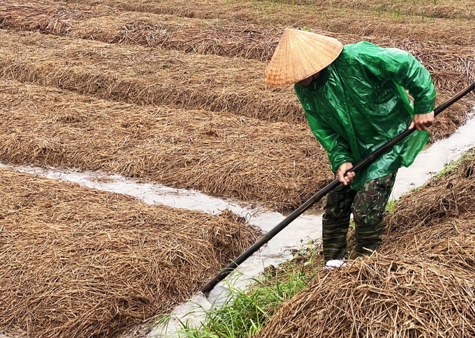 Nông dân xã Vượng Lộc (huyện Can Lộc) đội mưa để tiêu thoát nước kịp thời cho rau màu mới gieo. Ảnh: Nguyễn Hoàn.