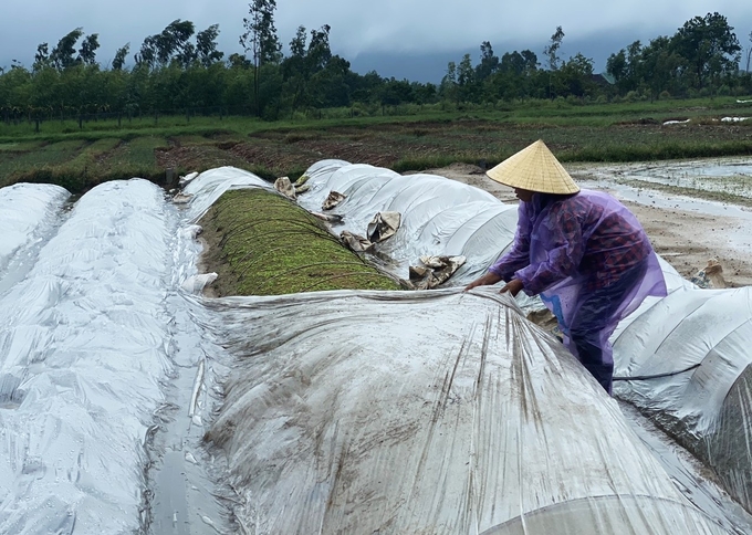 Do mưa to kèm gió lớn nên nhiều diện tích rau che phủ nilon bị tốc bay, nông dân phải đội mưa túc trực che phủ lại. Ảnh: Nguyễn Hoàn.