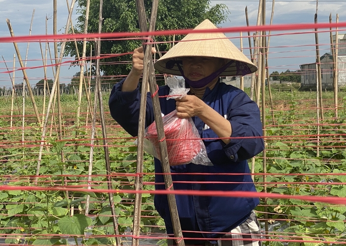 Mưa ngớt, nông dân khẩn trương ra ruộng sửa lại các giàn rau bị hư hại. Ảnh: Nguyễn Hoàn.