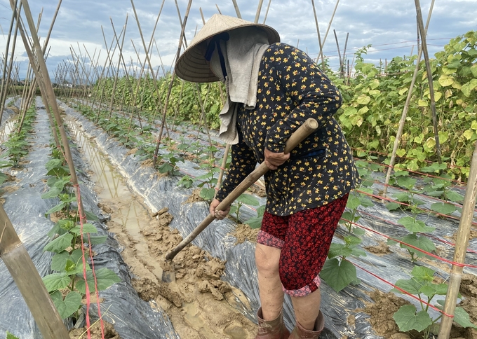 Hiện nông dân Hà Tĩnh đã áp dụng phổ biến che phủ nilon cho luống nên hạn chế được thiệt hại do mưa lớn. Ảnh: Nguyễn Hoàn.