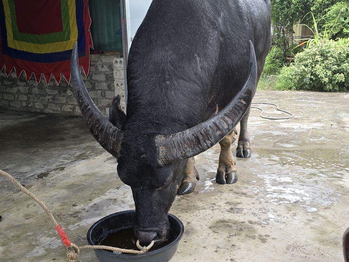 Với chế độ ăn uống đặc biệt, vào tháng cuối diễn ra lễ hội trâu có thể tăng được khoảng 100kg. Ảnh: Đinh Mười.