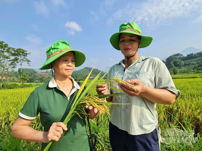 Với những ưu điểm như dễ chăm sóc, năng suất cao, khả năng chống chịu gió bão tốt, giống lúa thuần TBR97 được nhiều người nông dân ở huyện Hàm Yên mong muốn nhân rộng trong các vụ tiếp theo. Ảnh: Đào Thanh.