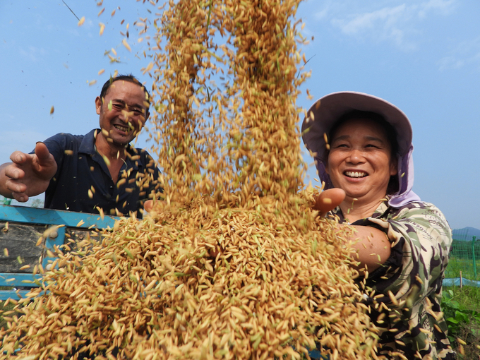 Farmers transport freshly harvested organic rice in Kaijiang County, Dazhou City, southwest China's Sichuan Province, September 11, 2024. 