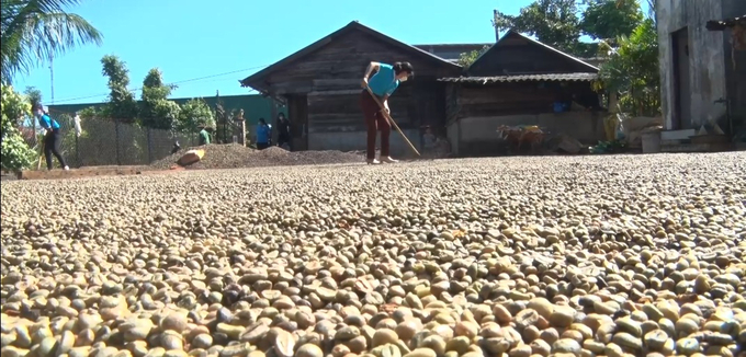 Vietnam's coffee output is believed to decrease, especially in the upcoming 2024–2025 period. Photo: VAN.