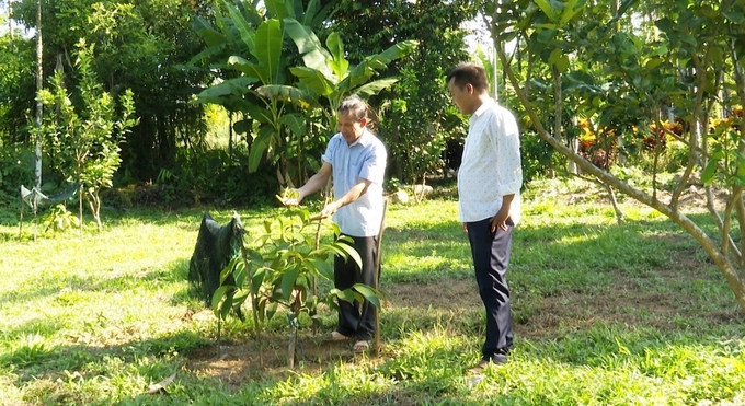 Huyện Tiên Phước đang đẩy mạnh phát triển kinh tế vườn để giúp người dân nâng cao thu nhập. Ảnh: L.K.