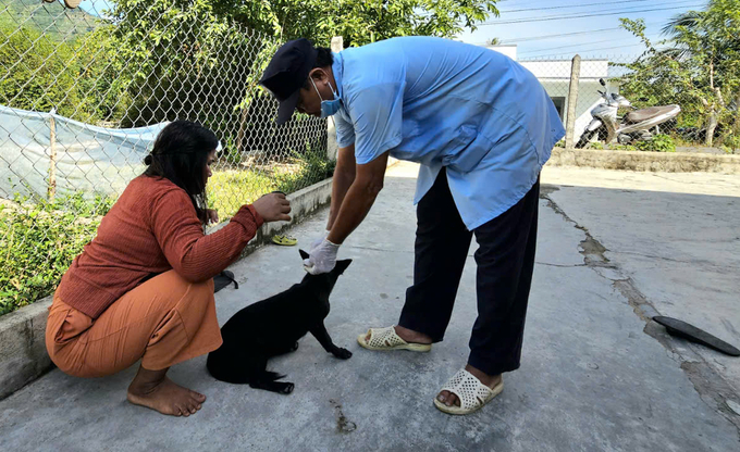 Vaccination for livestock poses certain risks. Photo: KS.