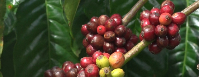 The new coffee crop year of 2024–2025 will start in October this year. Photo: VAN.