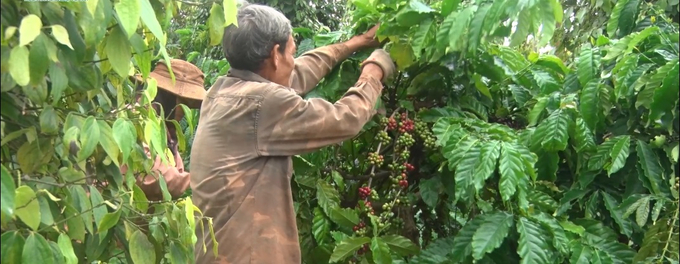 Farmers intercropped coffee trees with other crops. Photo: VAN.