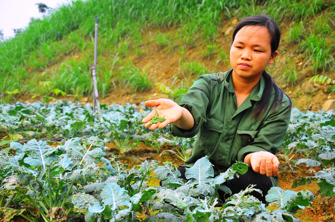 A demonstration of manual pest removal at Hoa Vien Farm. Photo: VAN.