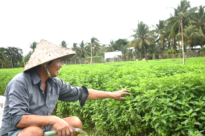 Ông Phan Văn Nhẹ, nông dân trồng chuyên canh rau húng cây (rau thơm) tại xã Tam Hiệp, huyện Châu Thành, tỉnh Tiền Giang đang chuẩn bị thu hoạch rau. Ảnh: Minh Đảm.