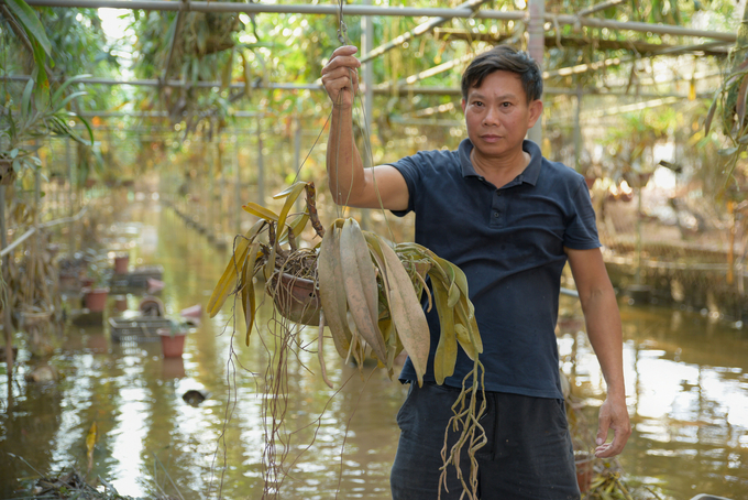 Anh Lê Ngọc Thịnh thu dọn những giò lan bị thối dưới giàn vẫn còn ngập nước. Ảnh: Dương Đình Tường.