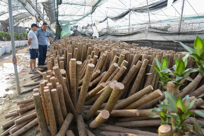 Đống khúc thiết mộc lan đang giâm bị hỏng gây thiệt hại cho anh Lê Văn Chuyền vài trăm triệu. Ảnh: Dương Đình Tường.