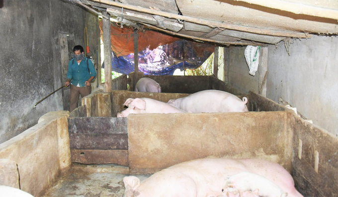 People spray disinfectant in areas affected by African swine fever. Photo: Thanh Nga.