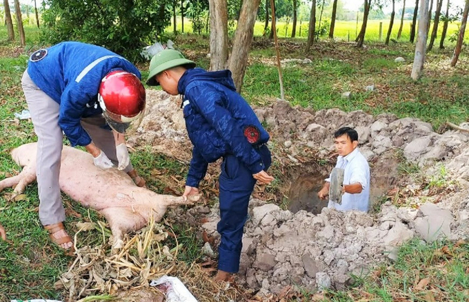 African swine fever is on a rampage, becoming a nightmare for livestock farmers in Ha Tinh. Photo: Thanh Nga.