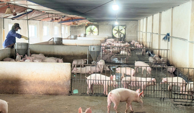 Many large farms have had to reduce their herds due to disease pressure and falling pig prices. Photo: Thanh Nga.