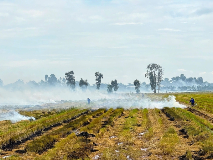 Just a few days after harvesting the third rice crop, farmers are busy burning the fields to prepare for planting the 2024-2025 winter-spring crop. Photo: Kim Anh.