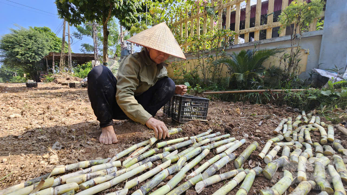 Người dân ươm lại mía để trồng. Ảnh: Quốc Toản.