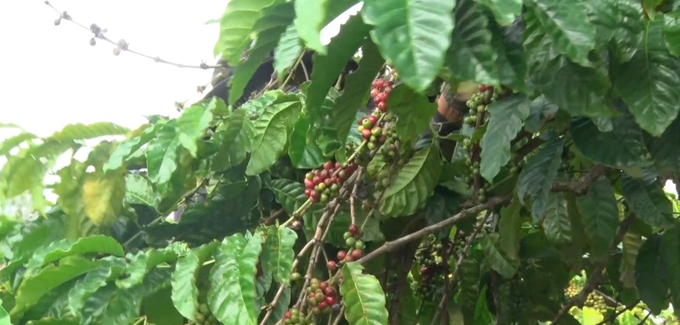 The shortage of Robusta coffee supply caused the price of this coffee type on the world market to increase sharply in the 2023–2025 crop year and reach approximately USD 5,000/ton on the London floor in the last days of August. Photo: VAN.