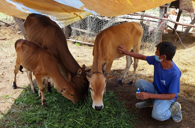 Veterinary officers 'conversing' with the cows intimately before vaccinating them. Photo: D.L.