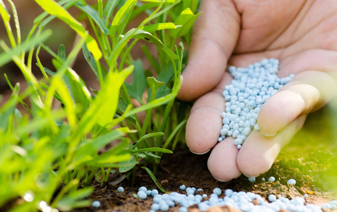 As a general rule, limit annual fertilizer nitrogen applications to 60 pounds per acre to mitigate fescue toxicity in Kentucky 31 tall fescue, Missouri’s most-grown fescue variety. Photo: AgriScience.