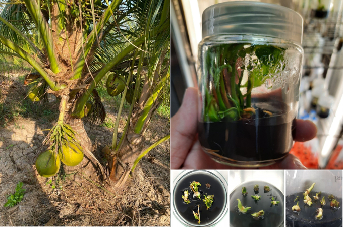 After three years of cultivation, tissue-cultured wax coconut trees have produced fruit. Photo: Minh Dam.