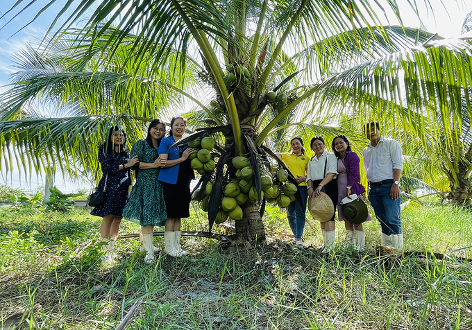 The first tissue-cultured wax coconut tree at Tra Vinh University has produced quite a lot of fruit after 3 years of planting. Photo: Minh Dam.