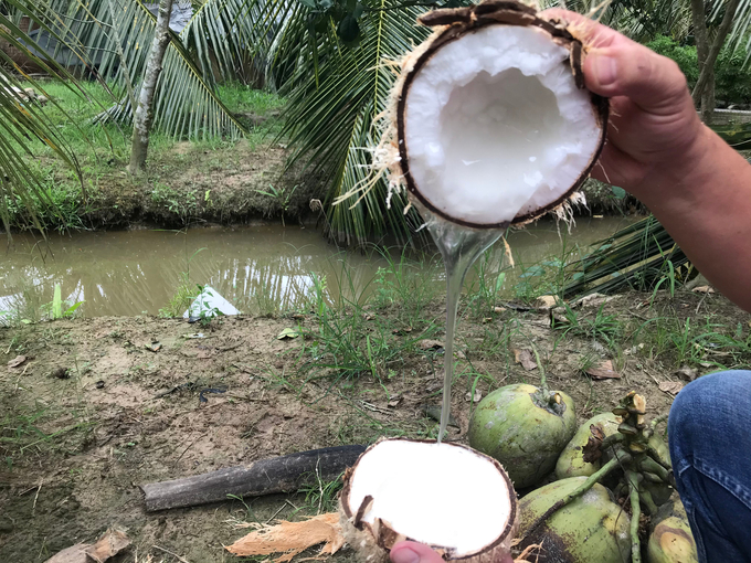 Wax coconut has a thick flesh, higher oil and nutritional content than regular coconut and a distinctive aroma. Photo: Minh Dam.