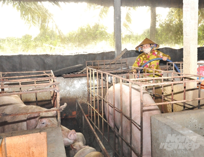 Thanks to the consolidation of veterinary management forces at three levels from the province to the commune, Hau Giang is developing sustainable livestock farming, currently maintaining a herd of over 146,000 pigs. Photo: Trung Chanh.