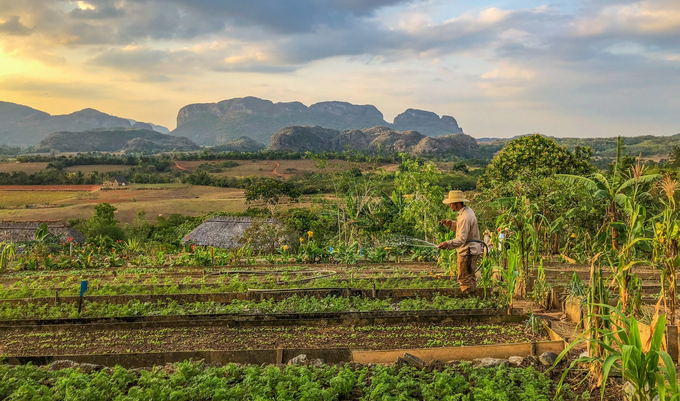 Cuba có lợi thế về tài nguyên đất đai màu mỡ và hệ thống tưới tiêu phát triển. Ảnh minh họa.