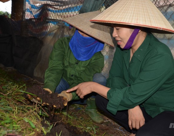 Hoa inspecting the soil for red worms. Photo: VAN.