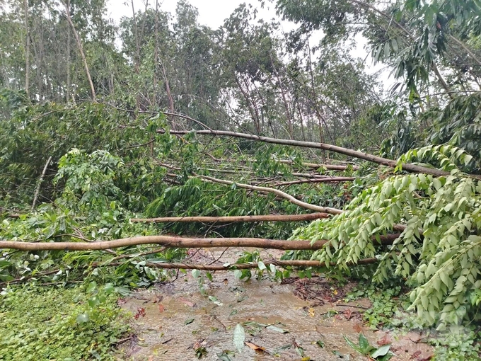 Toàn tỉnh Tuyên Quang có hơn 900ha rừng bị thiệt hại do mưa bão. Ảnh: Đào Thanh.