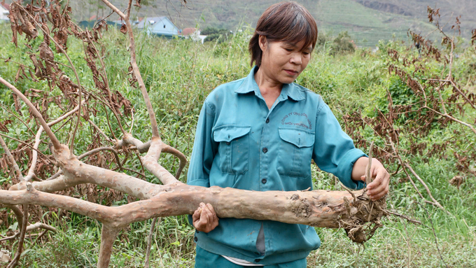 Dù đã tìm nhiều cách nhưng các diện tích ổi đã bị chết sau bão, không thể khôi phục. Ảnh: Thanh Phương.