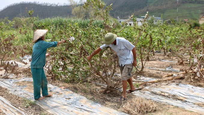 Nông dân trồng ổi mong được hỗ trợ giống, phân bón và vay vốn để tái đầu tư khôi phục sản xuất. Ảnh: Thanh Phương.