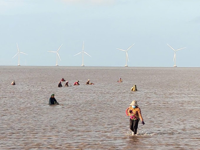 Clam farming in Ben Tre has been formed for a long time and is currently creating jobs for tens of thousands of cooperative members in the province. Photo: Kim Anh.