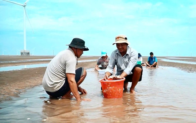 Ben Tre province is implementing research topics to comprehensively evaluate the suitability of clam grounds. Photo: Kim Anh.