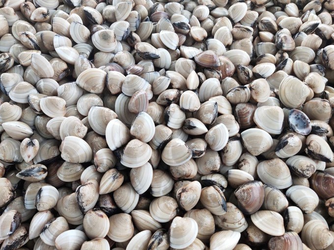 Clams are currently one of the main exported aquatic products of Ben Tre province. Photo: Kim Anh.