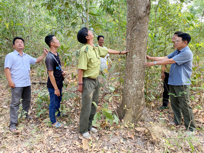 Tính đến nay diện rừng vùng đồi núi của An Giang cơ bản đã phủ xanh, góp phần nâng độ che phủ rừng lên 3,5%. Ảnh: Lê Hoàng Vũ.