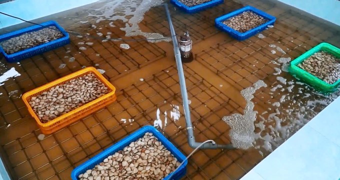 The natural sand purification system at Thanh Loi Seafood Cooperative creates clean clams to supply to export businesses. Photo: Kim Anh.