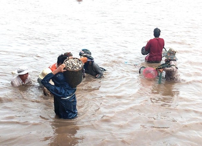 Currently, the production consciousness of cooperative members at clam cooperatives in Ben Tre province has clearly changed, both exploiting and regenerating natural resources. Photo: Kim Anh.