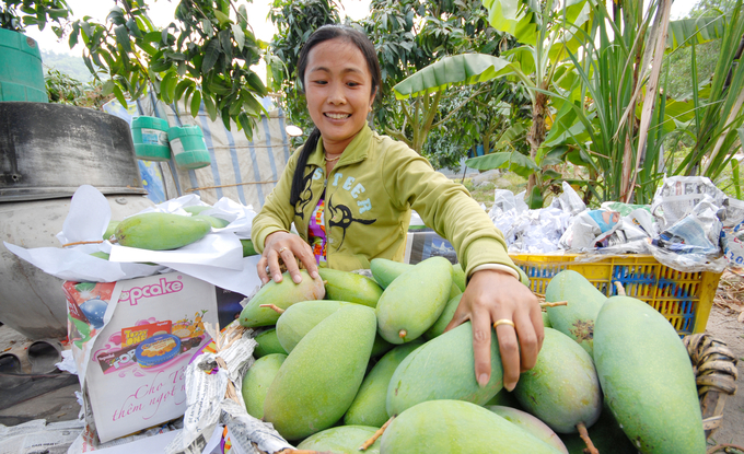 An Giang has set a target of having 50% of fruit-growing areas assigned growing area codes by 2023. Photo: Le Hoang Vu.