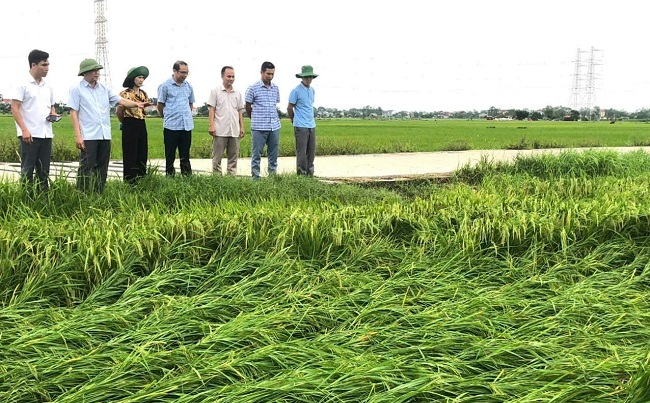 Trung tâm Khuyến nông tỉnh Bắc Giang kiểm tra một số diện tích lúa bị ngã đổ do bão số 3 tại huyện Hiệp Hòa. Ảnh: Hương Giang.