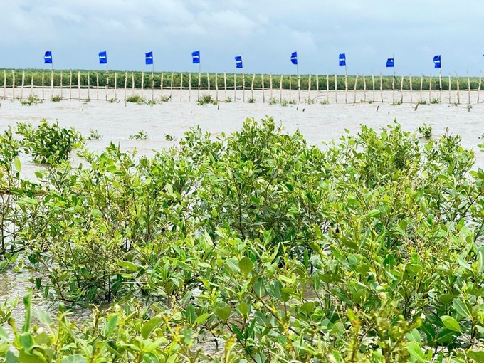 After the first year of protection, the forest had more than 71,000 new trees regenerated. Photo: PD.