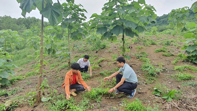 Trồng cây bách bộ dưới tán rừng là hướng đi triển vọng, mang lại giá trị kinh tế cao và góp phần bảo vệ tài nguyên rừng bền vững. Ảnh: Duy Học.